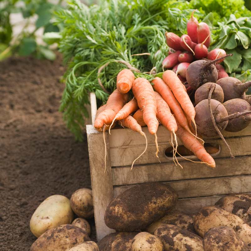 Légumes bio des maraîchers & producteurs locaux